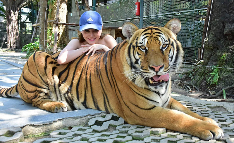 Tiger-Park